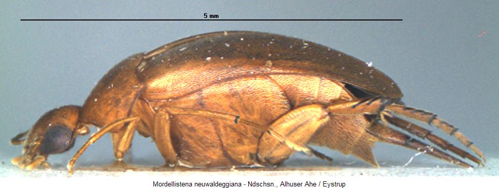 mordellistena_neuwaldeggiana_sa.jpg