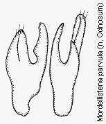 mordellistena_parvula1.gif