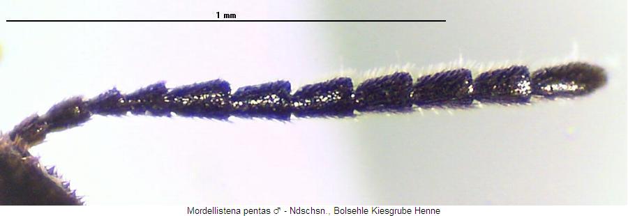mordellistena_pentas_f.jpg