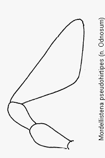 mordellistena_pseudohirtipes_ts.gif