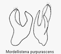 mordellistena_purpurascens.gif