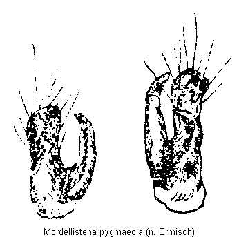 mordellistena_pygmaeola.gif