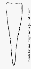 mordellistena_pygmaeola_pyg.gif