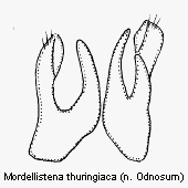 mordellistena_thuringiaca2.gif