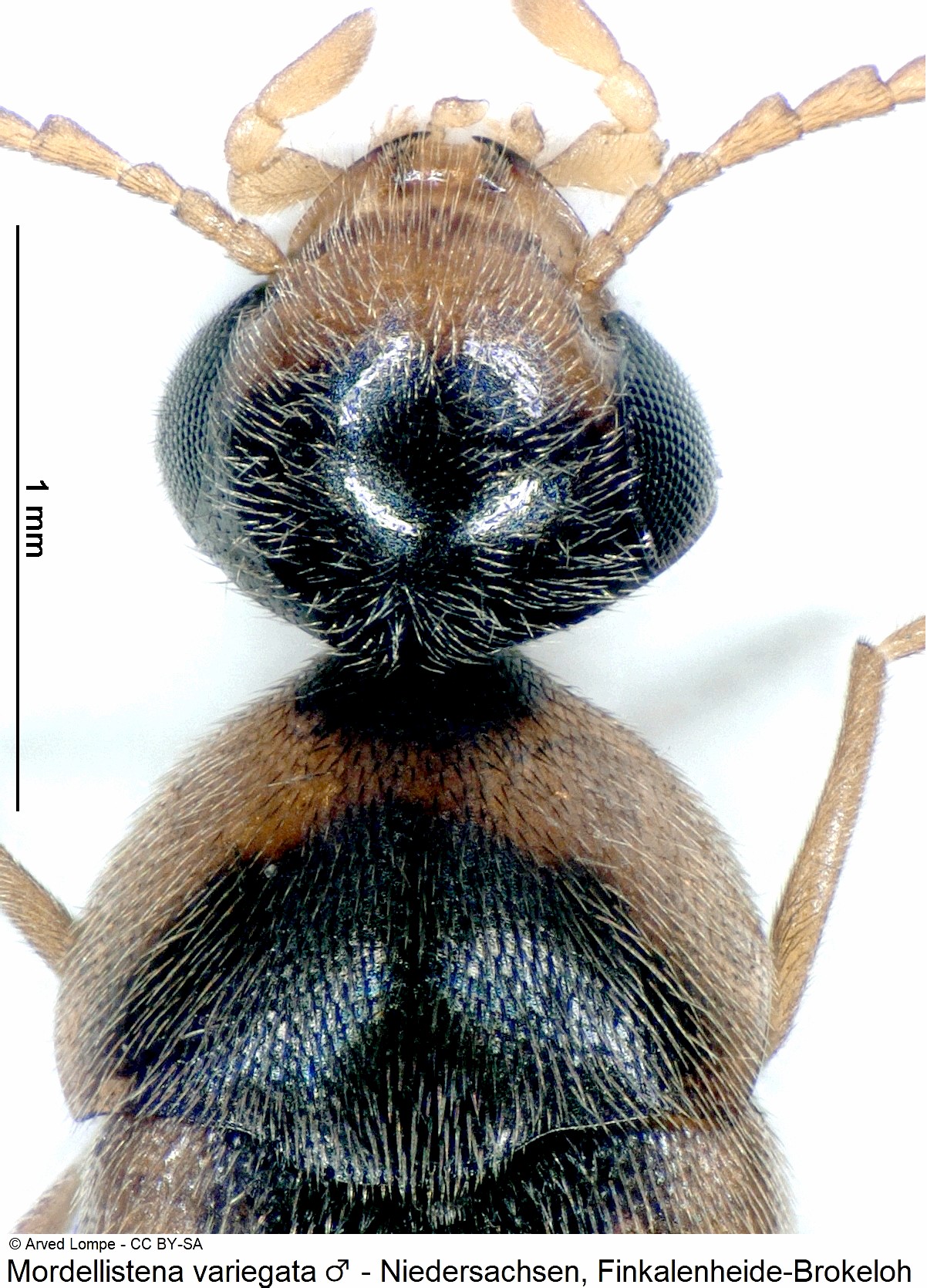 mordellistena_variegata_m_ck36029041_vk.jpg