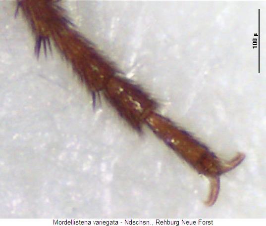 mordellistena_variegata_mtr.jpg