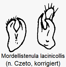 mordellistenula_lacinicollis_param.gif