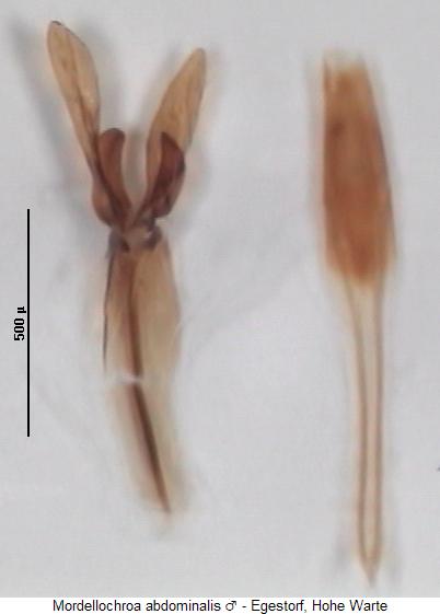 mordellochroa_abdominalis.jpg