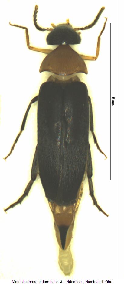 mordellochroa_abdominalis_hab.jpg
