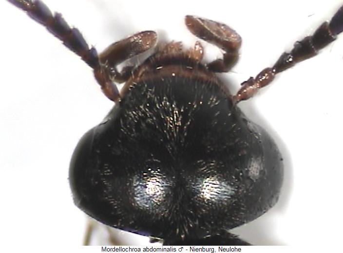 mordellochroa_abdominalis_k.jpg