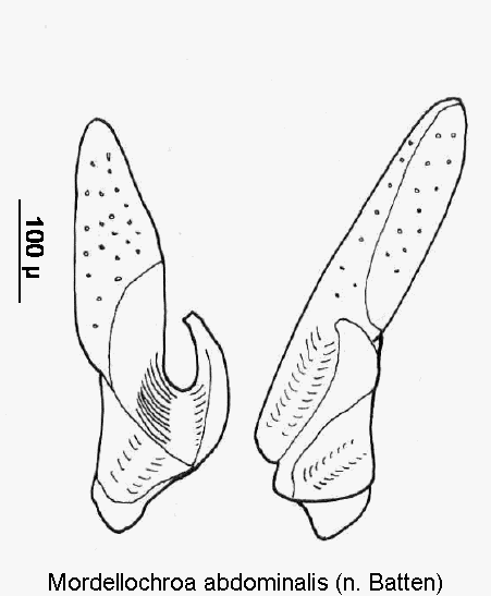 mordellochroa_abdominalis_pm.gif