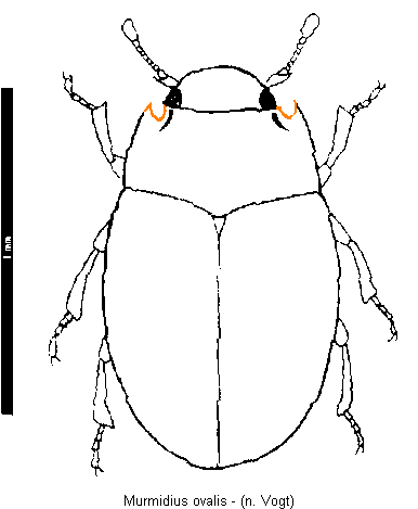 murmidius_ovalis_hab.gif
