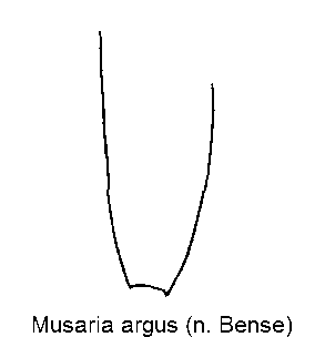 musaria_argus_fld.gif