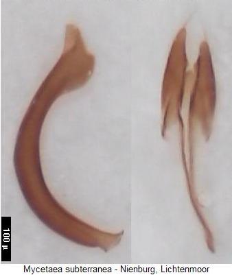 mycetaea_subterranea.jpg