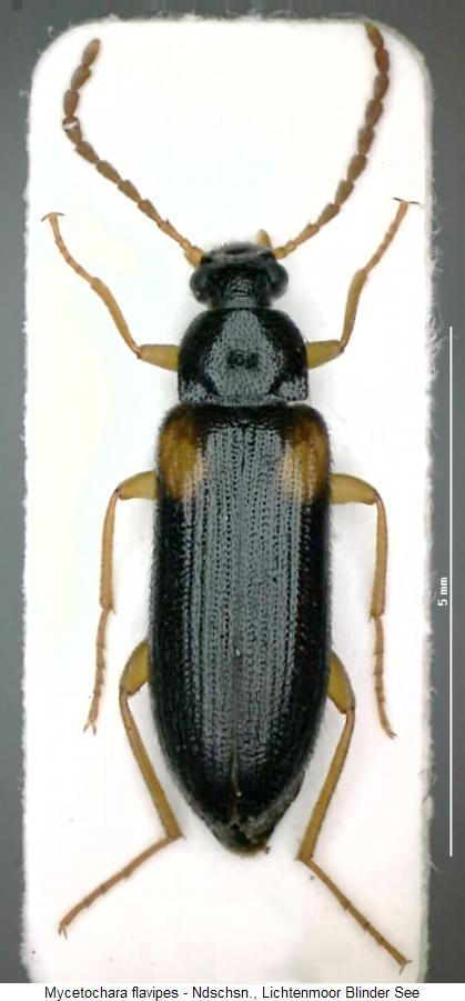 mycetochara_flavipes_hab.jpg