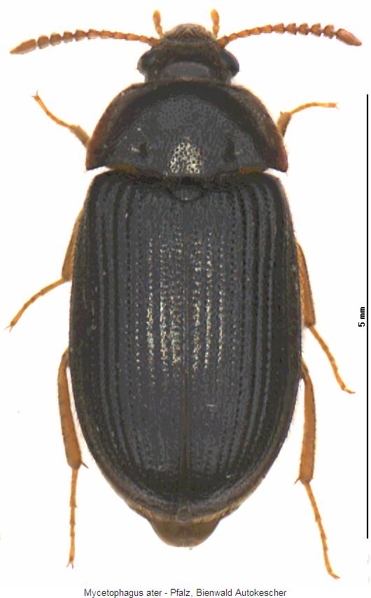 mycetophagus_ater_hab.jpg