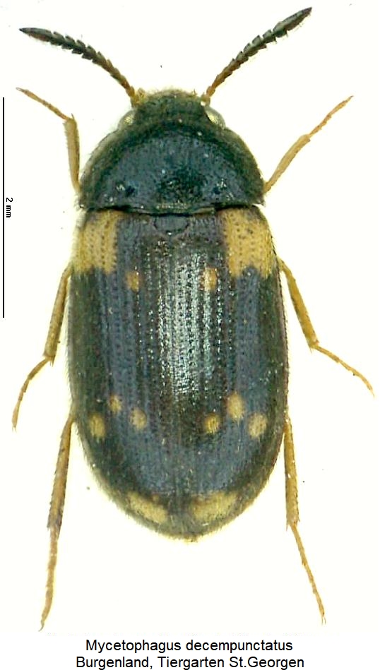 mycetophagus_decempunctatus_hab.jpg