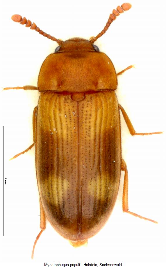 mycetophagus_populi_hab.jpg