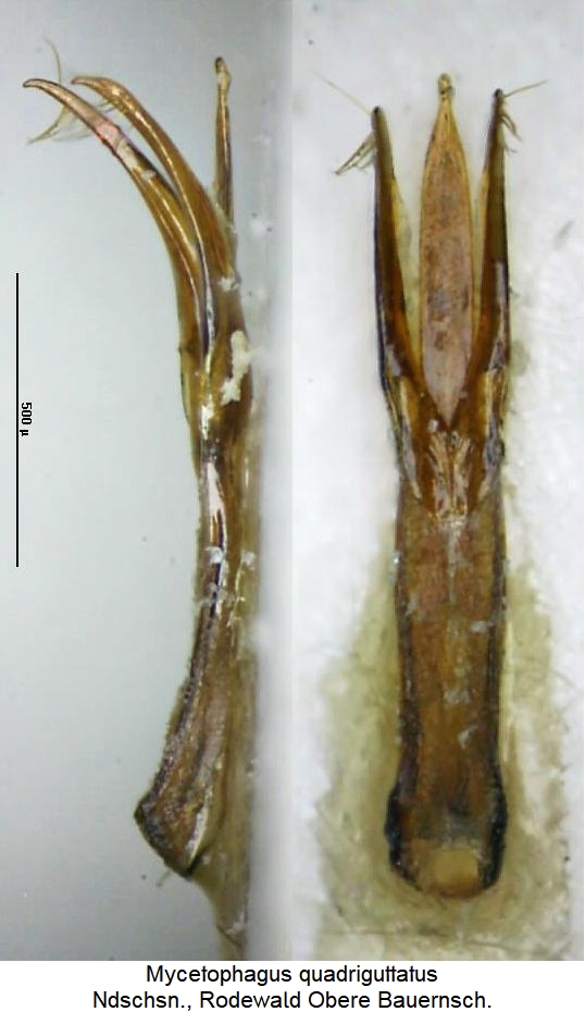 mycetophagus_quadriguttatus.jpg