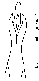 mycetophagus_salicis.gif