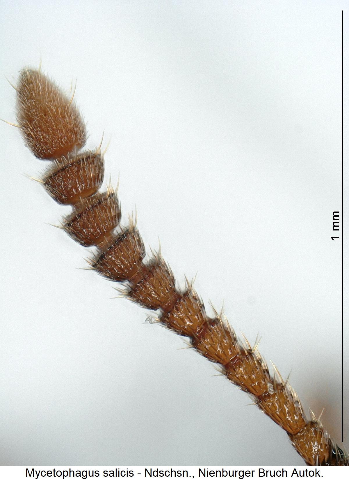 mycetophagus_salicis_f.jpg