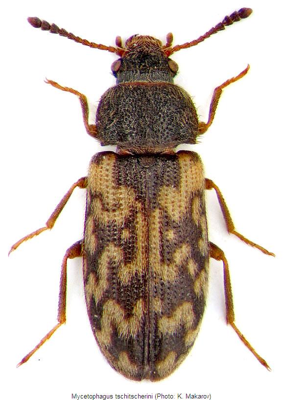 mycetophagus_tschitscherini_hab.jpg