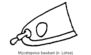 mycetoporus_baudueri_k.gif