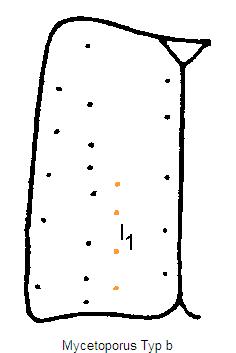 mycetoporus_fldb.jpg
