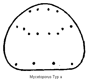 mycetoporus_hscha.gif
