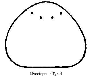 mycetoporus_hschd.gif