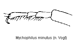 mychophilus_minutus_tr.gif