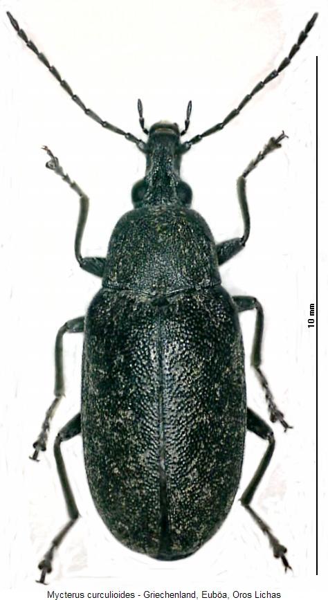 mycterus_curculioides_hab.jpg