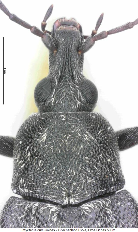 mycterus_curculioides_vk.jpg