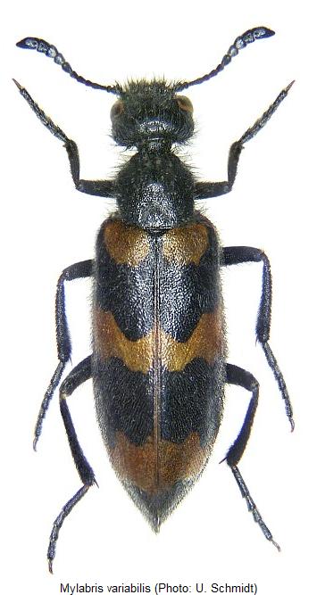 mylabris_variabilis_hab2.jpg