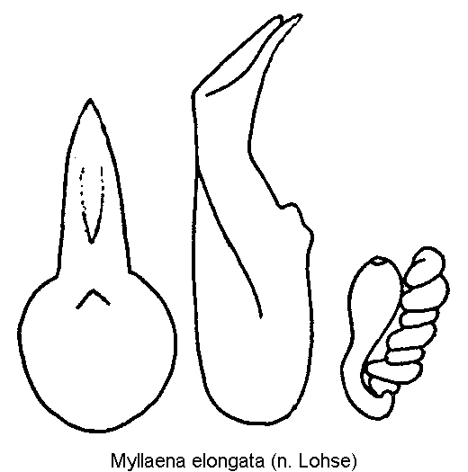 myllaena_elongata.gif