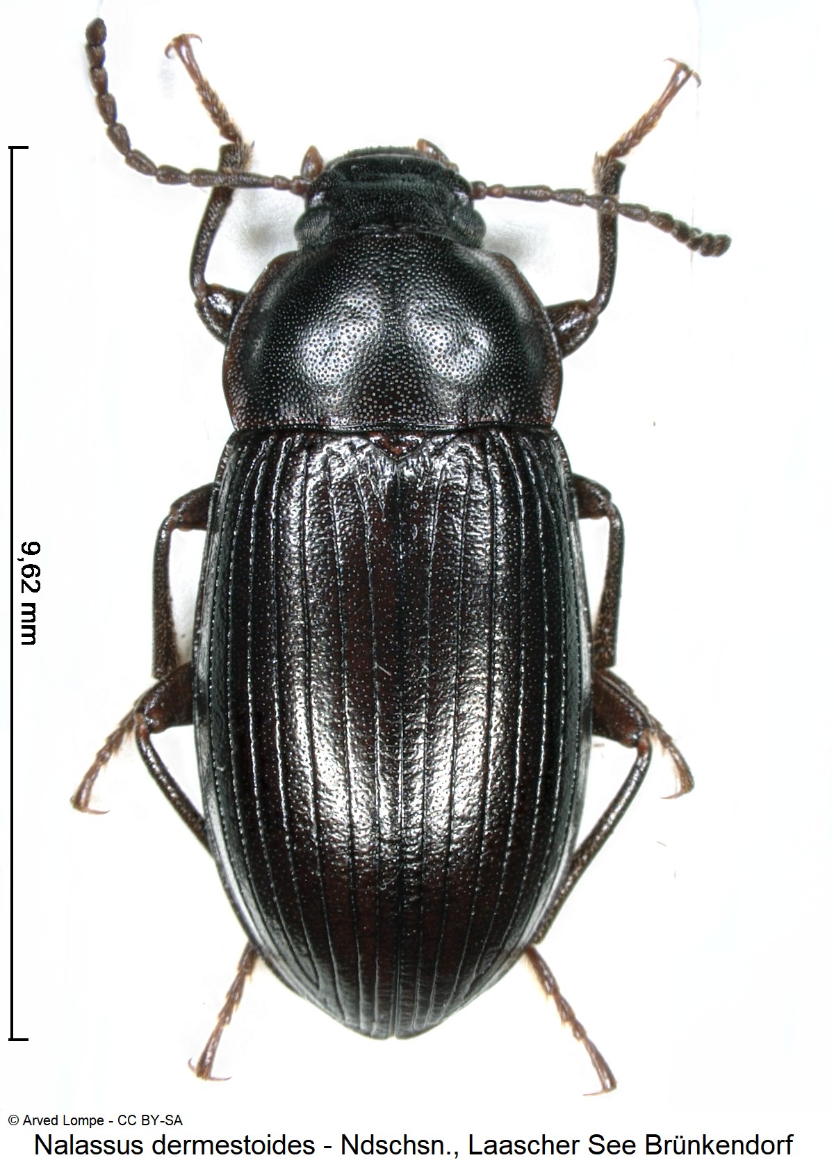 nalassus_dermestoides_ck10301_hab.jpg