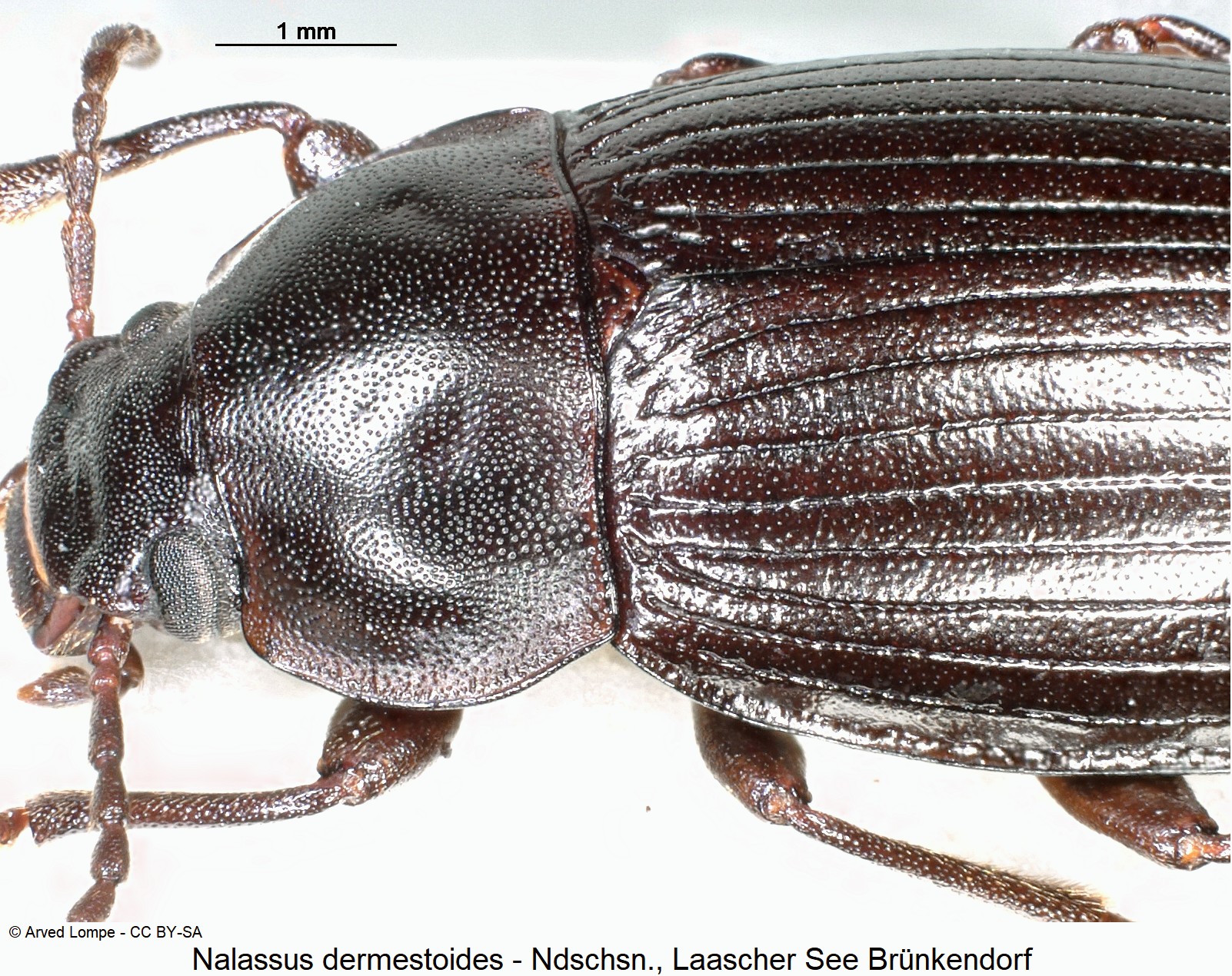 nalassus_dermestoides_ck10301_sa.jpg
