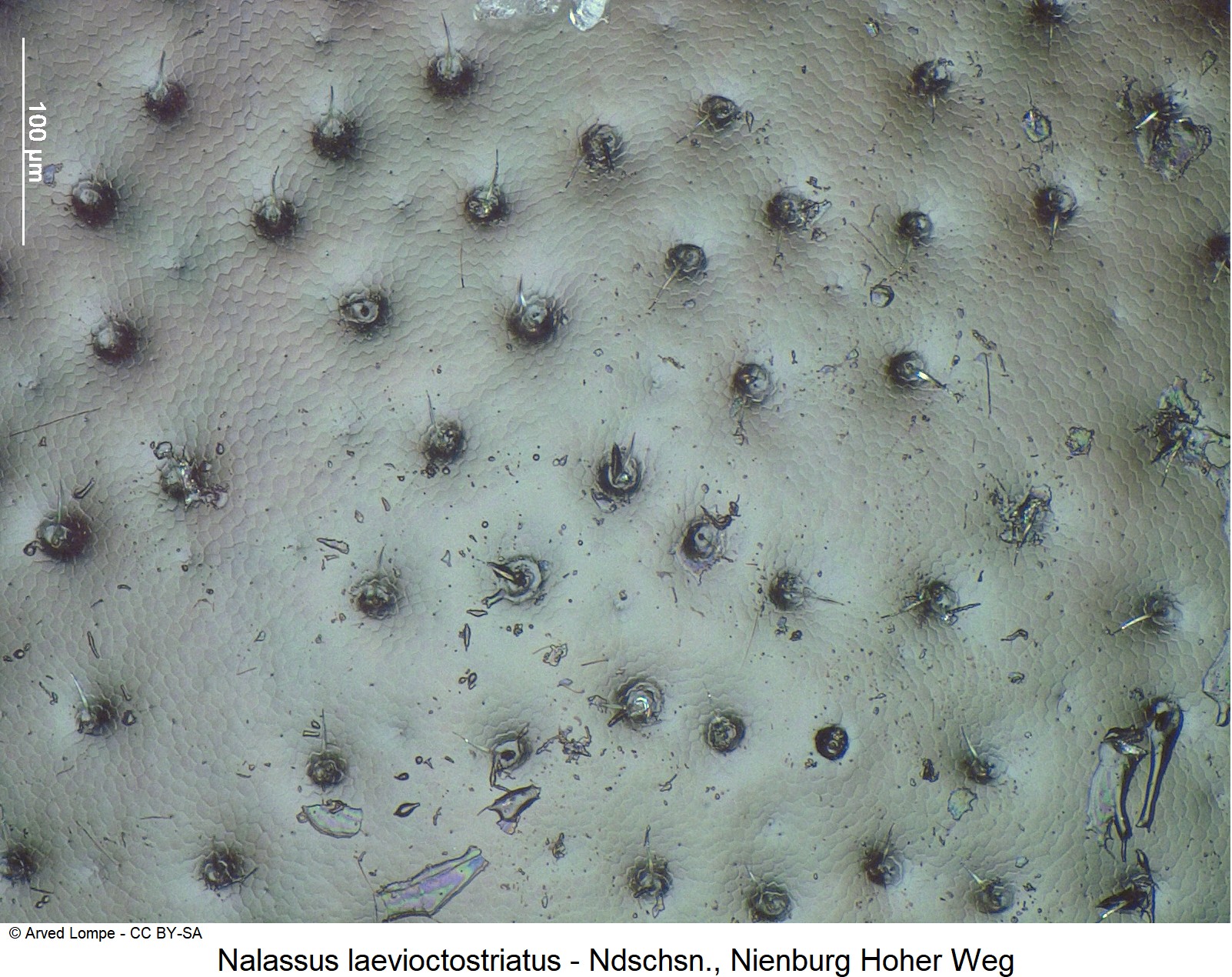 nalassus_laevioctostriatus_ck34306892_hsch_ms.jpg