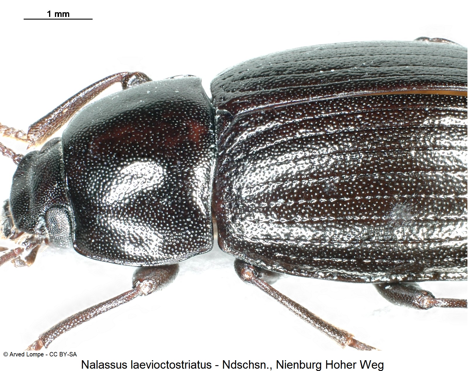 nalassus_laevioctostriatus_ck34306892_sa.jpg