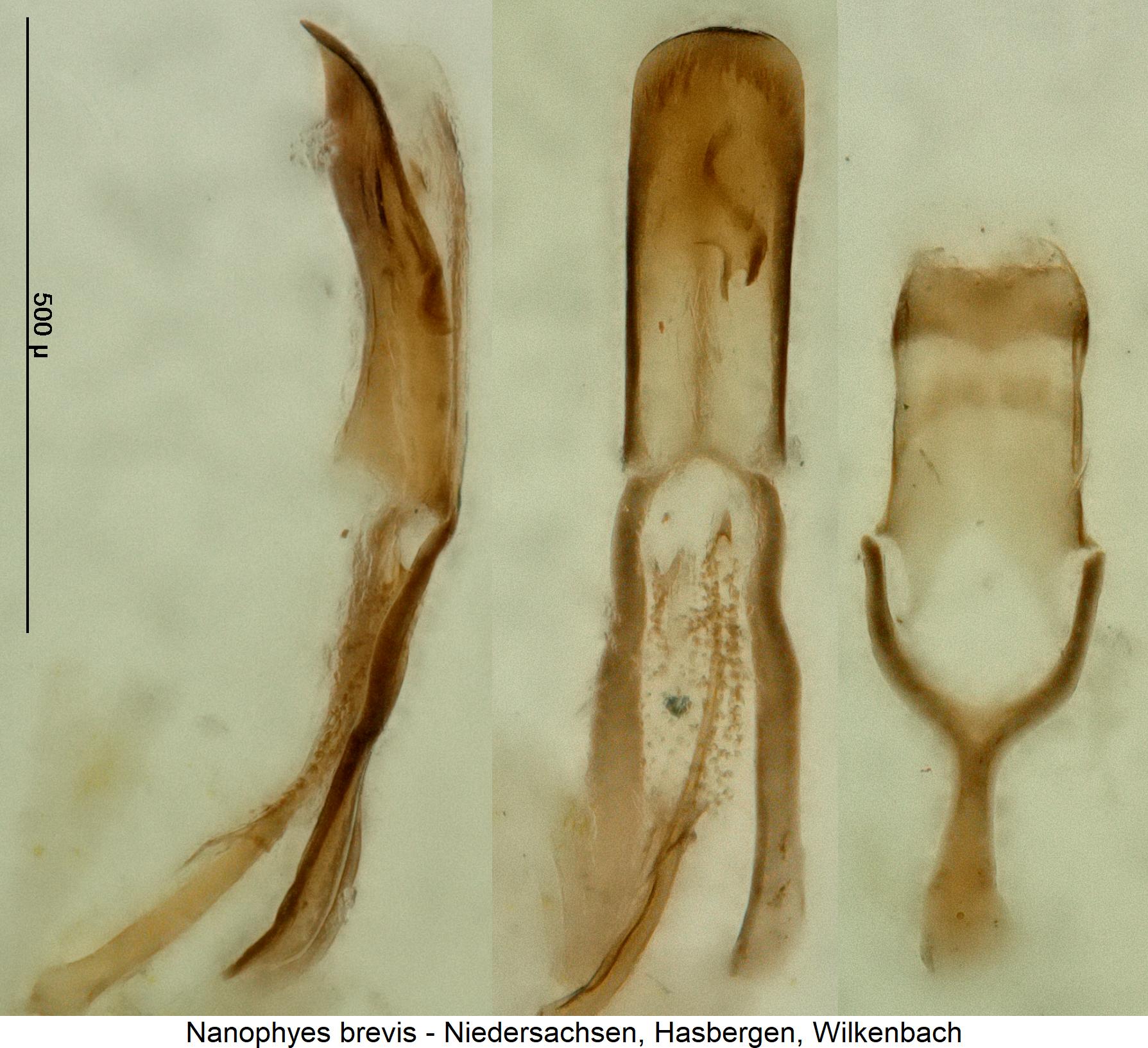 nanophyes_brevis1.jpg