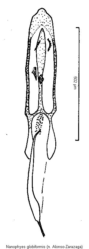nanophyes_globiformis1.gif