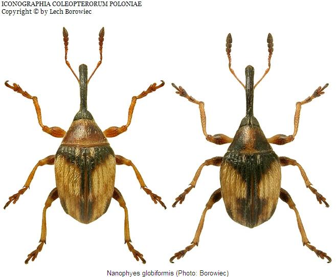 nanophyes_globiformis_hab.jpg