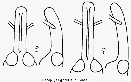 nanophyes_globulus_k.gif