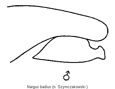 nargus_badius_hschl.gif
