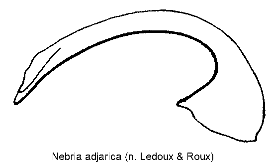 nebria_adjarica.gif