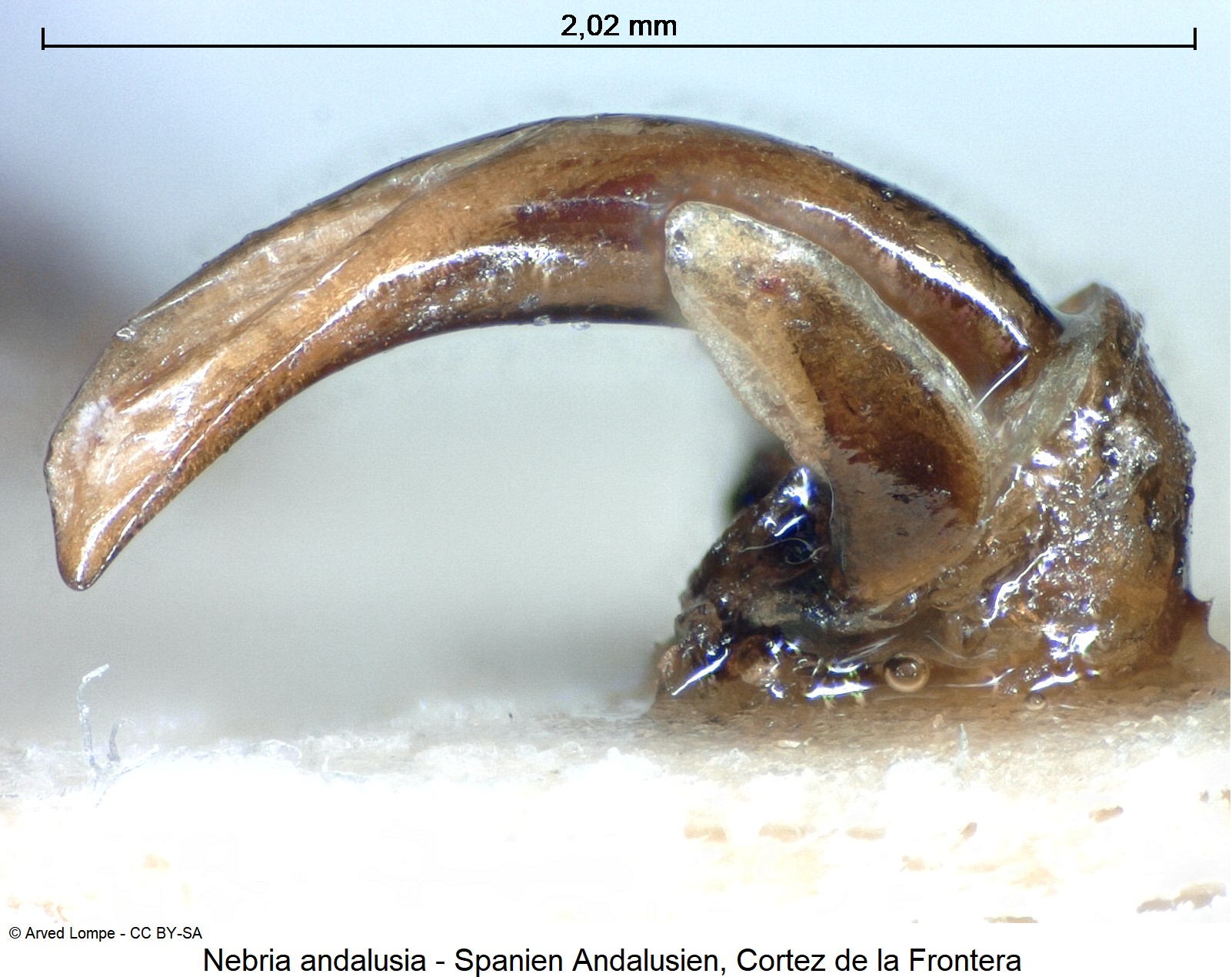 nebria_andalusia_ck17470.jpg