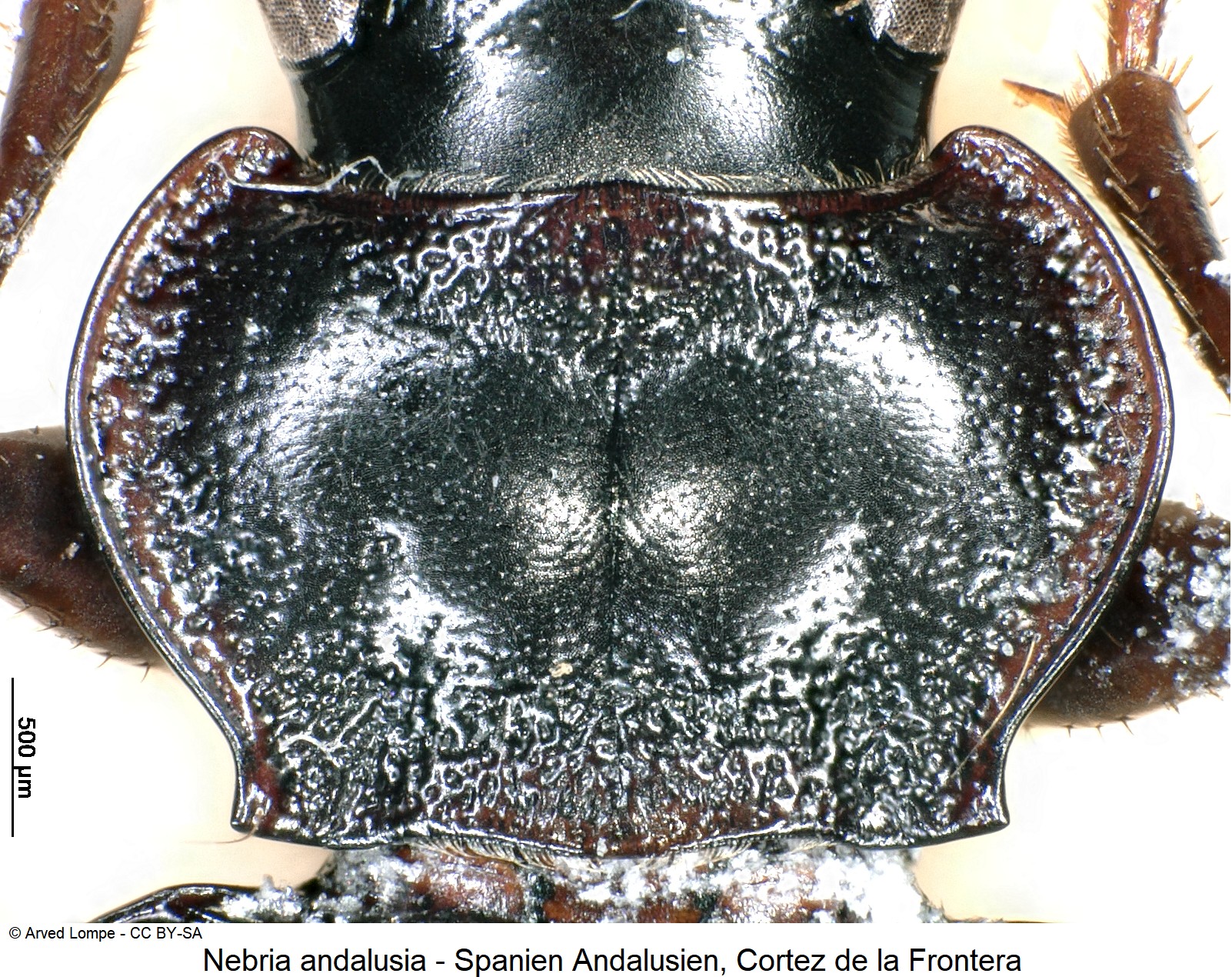 nebria_andalusia_ck17470_hsch.jpg