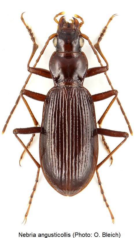 nebria_angusticollis_hab.jpg