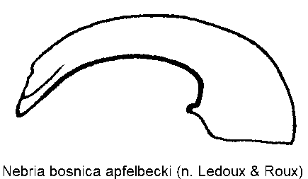 nebria_apfelbecki.gif