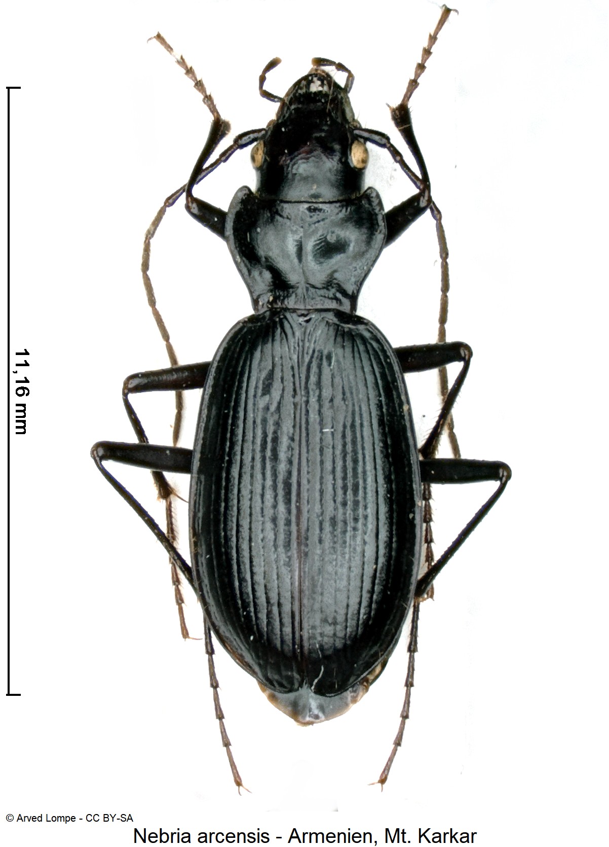 nebria_arcensis_ck37974345_hab.jpg